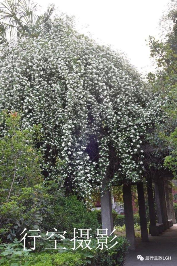 幽幽梦游记